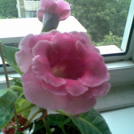 Gloxinia